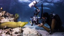 A green moray eel admires his own image in the photograph... by Rod Dillon 
